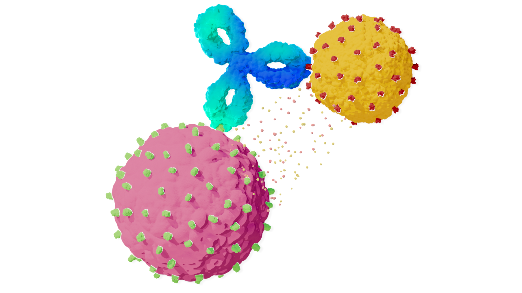 An immune cell being aided by TECVAYLI® to identify a cancer cell