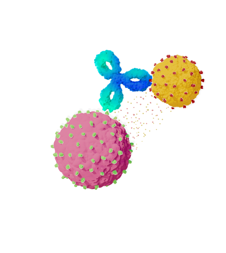 An immune cell being aided by TECVAYLI® to identify a cancer cell